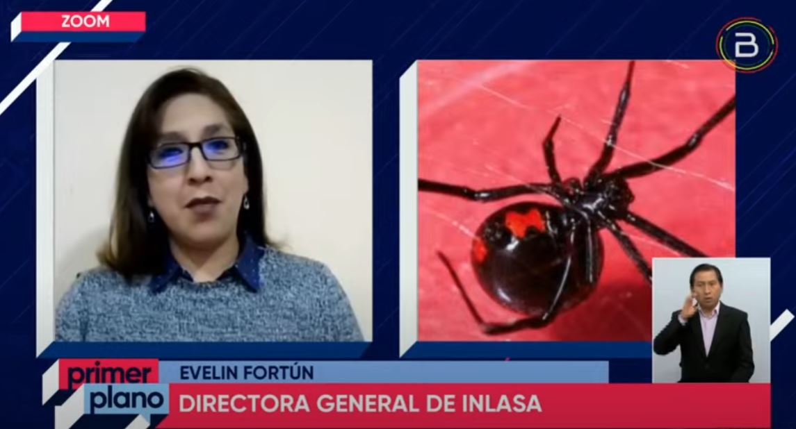 Reportan 80 casos de picaduras de arañas viudas negras desde el año 2018