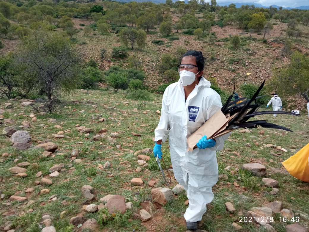 Identifican a una persona que habría envenenado a los 34 cóndores en Tarija