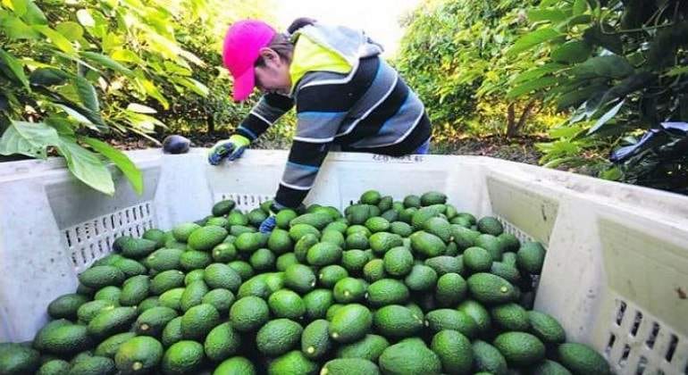 Seis municipios perfilan potenciar producción de palta para exportación