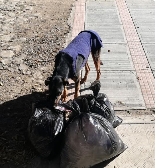 30 mil canes deambulan en las calles de Cochabamba