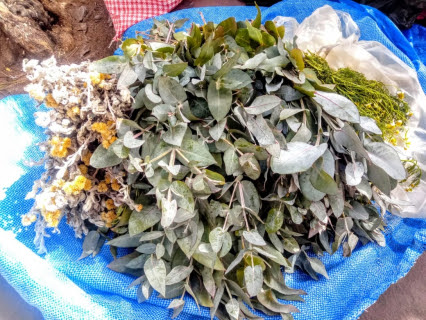 Tarija: Capacitan a médicos tradicionales en uso de plantas medicinales para prevenir el COVID