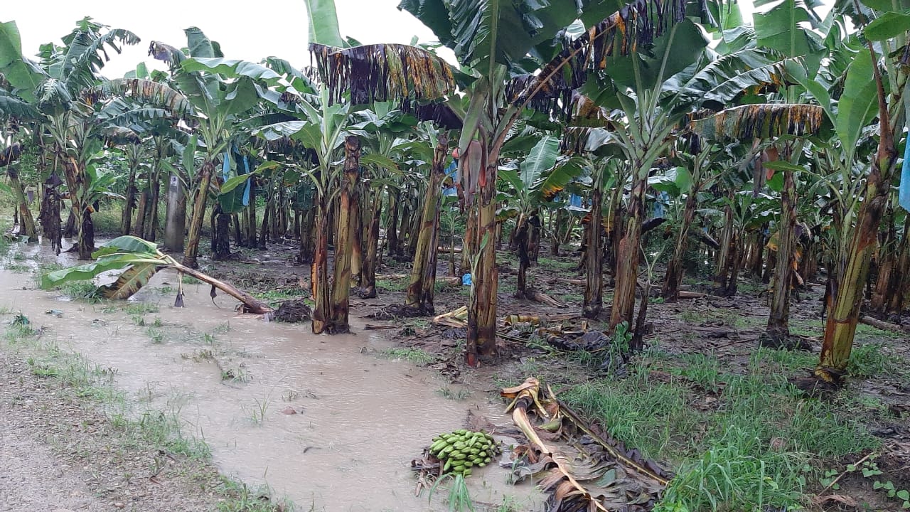 Riadas afectaron 1.400 hectáreas de banano en el trópico de Cochabamba