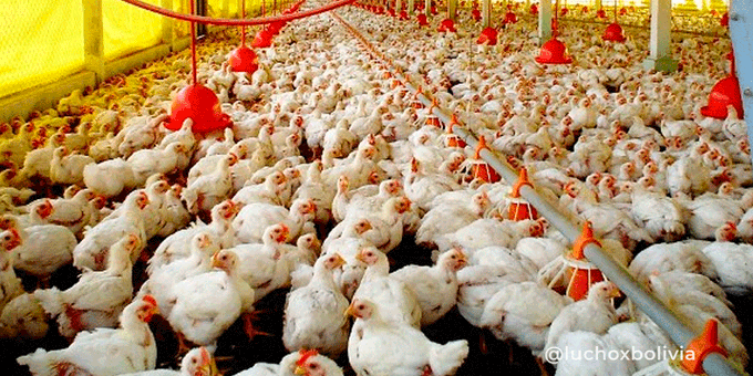 Presidente destaca garantía de Emapa a la provisión de alimentos para la producción de pollo y huevo