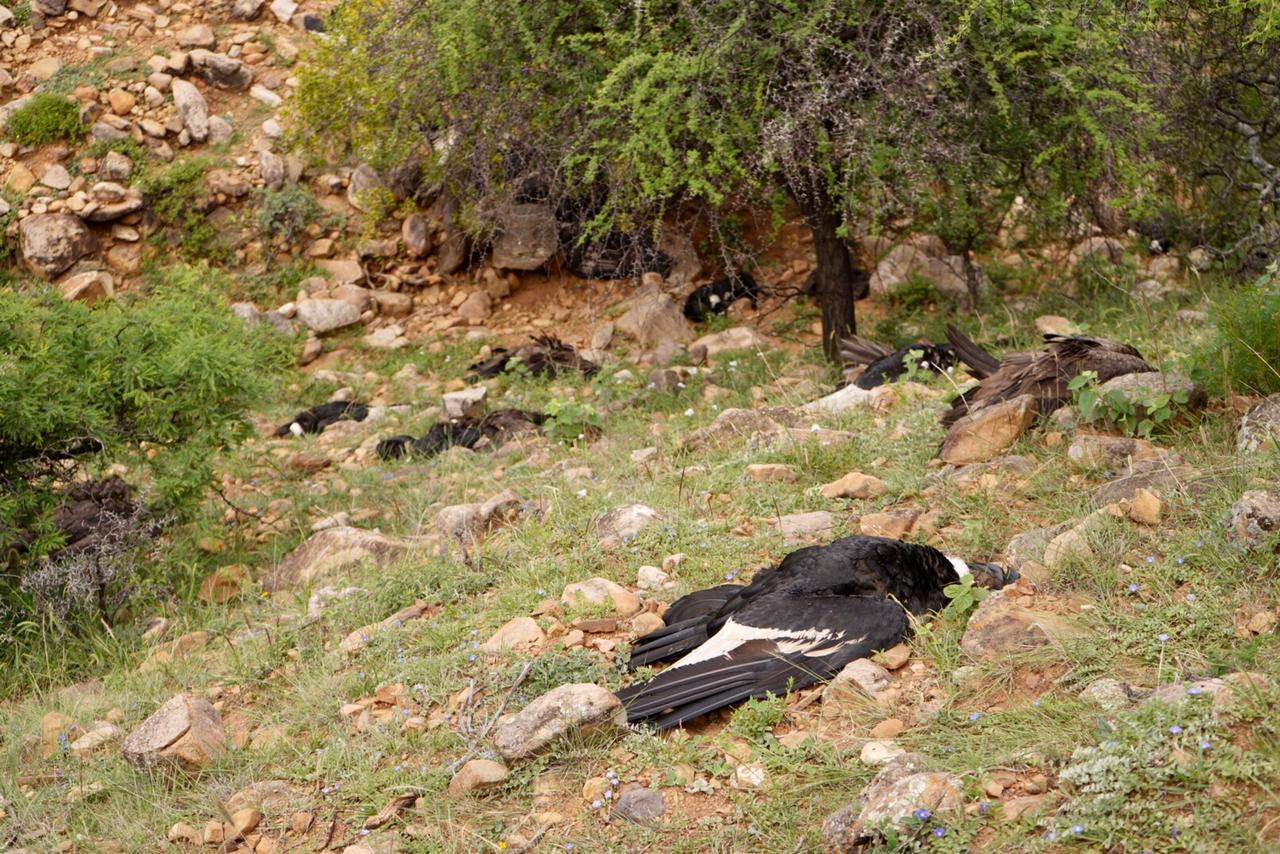 Gobierno continúa investigación de muerte de 35 cóndores en Tarija