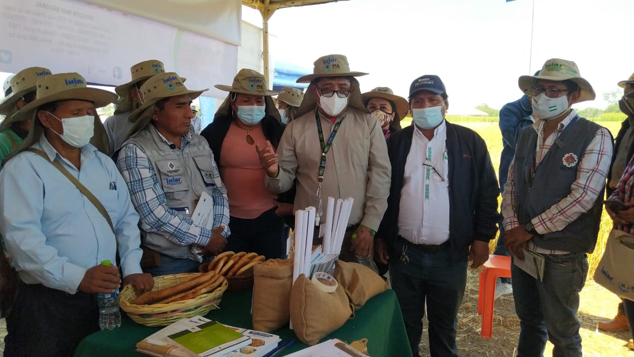 INIAF difunde resultados de investigación de variedades de trigo altamente productivas