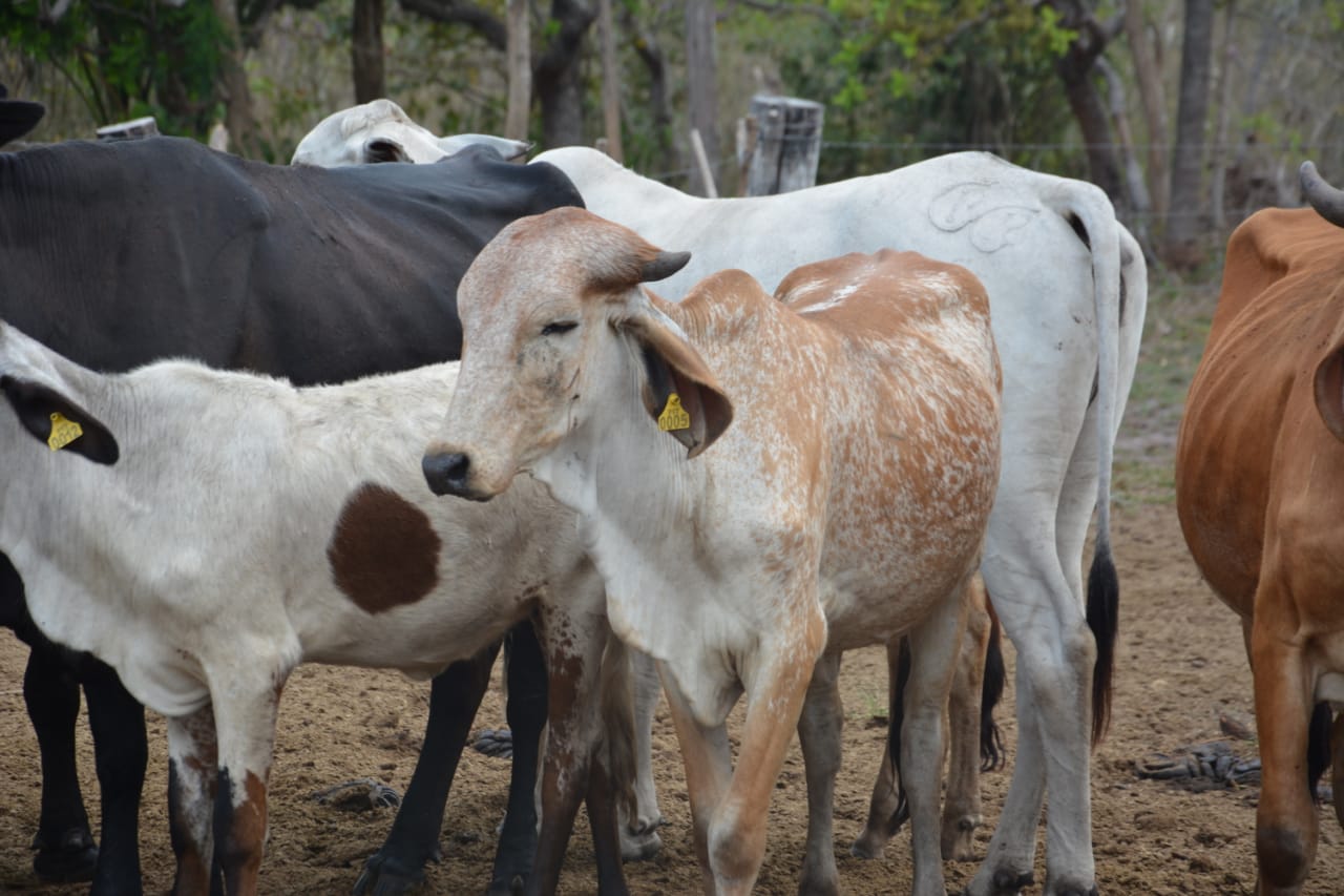 Gobierno invierte Bs 1,3 millones para fortalecer la producción de leche en el municipio de Baures en Beni