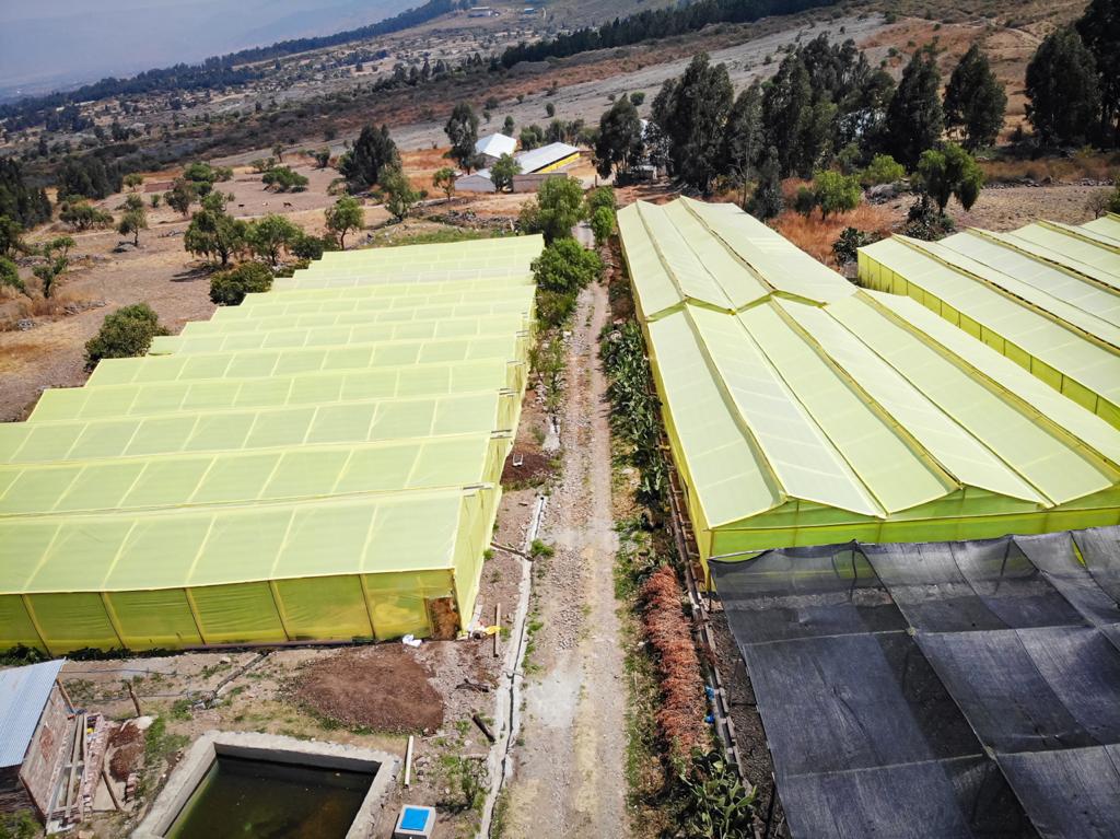 Gobierno invierte Bs 2,7 millones para incrementar la producción de flores en Quillacollo