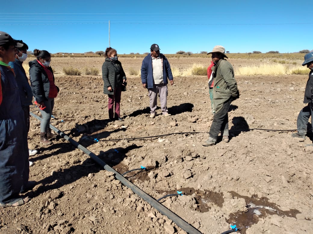 Potosí: Gobierno canaliza apoyo financiero para mejorar producción de haba en Tupiza