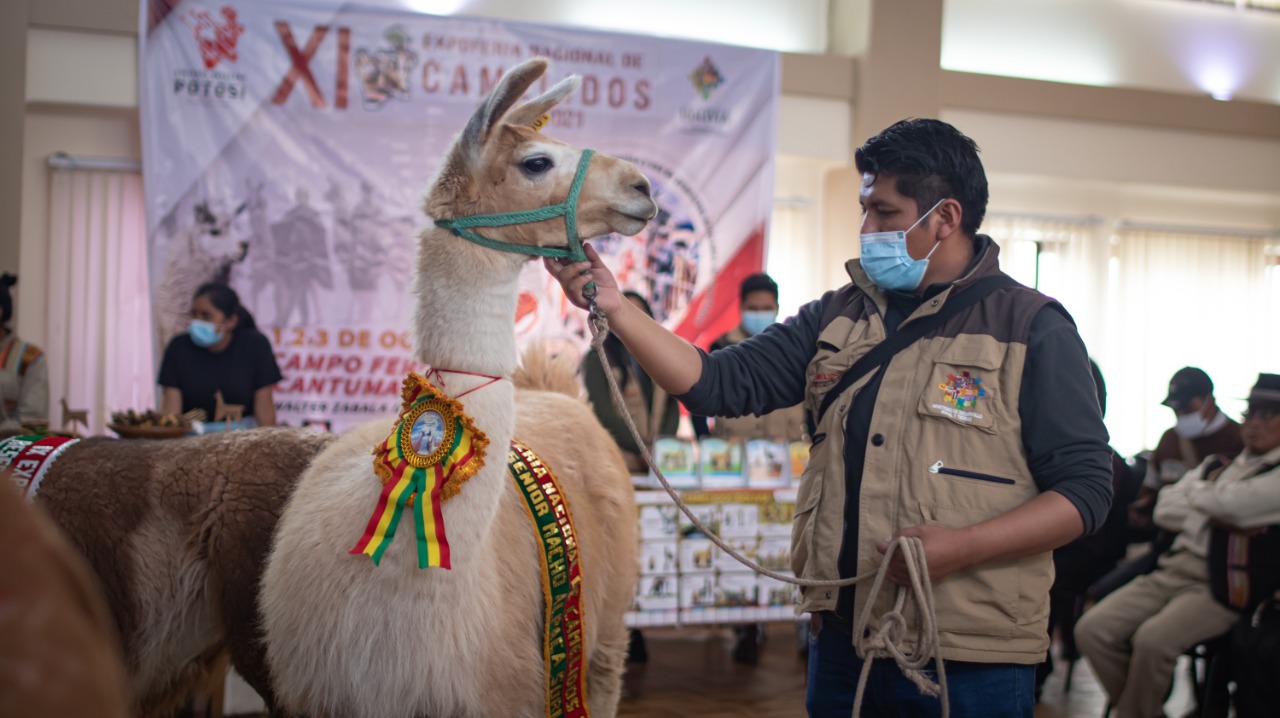 Feria nacional de camélidos promoverá la reactivación económica y productiva del sector ganadero