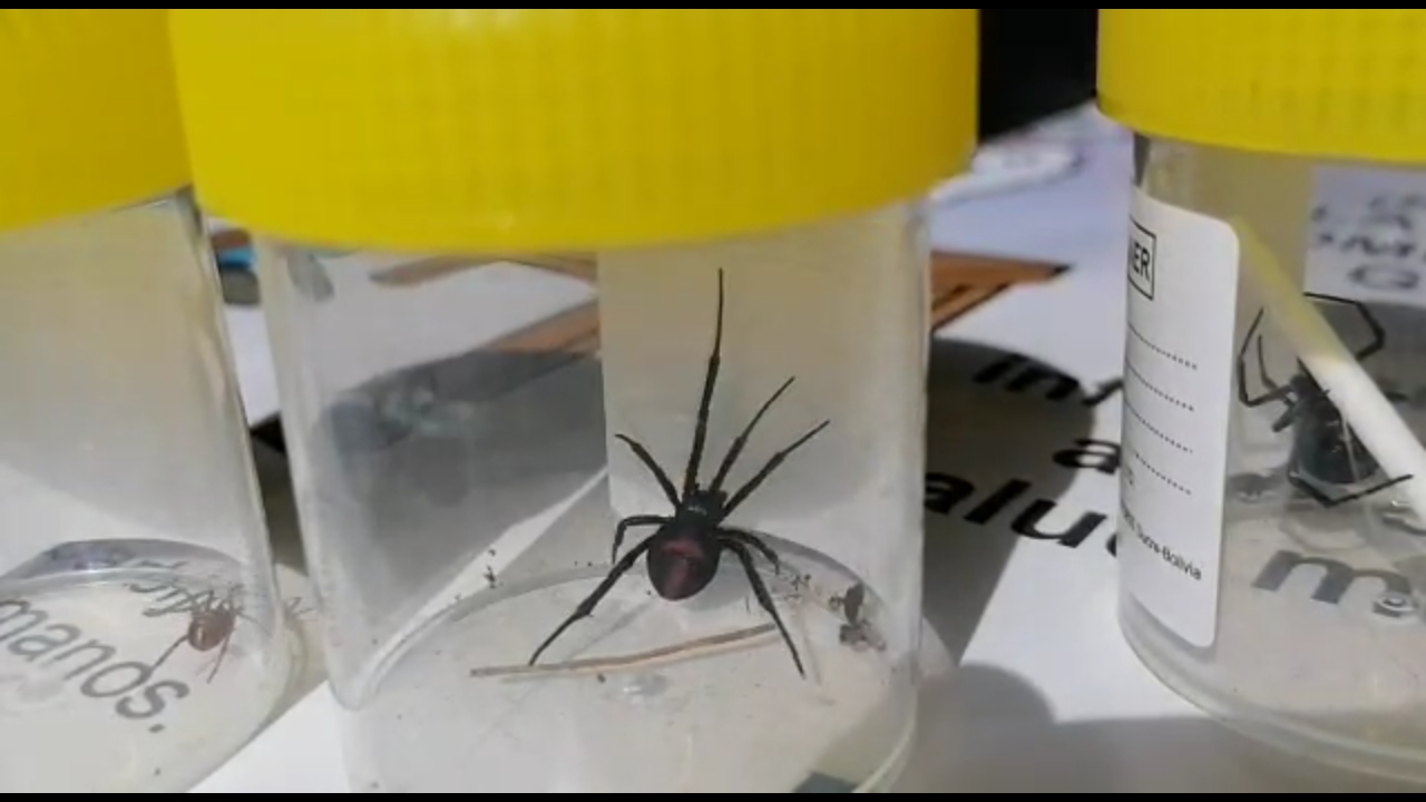 Envían a Inlasa muestras de supuestas arañas “viuda negra” encontradas en Oruro