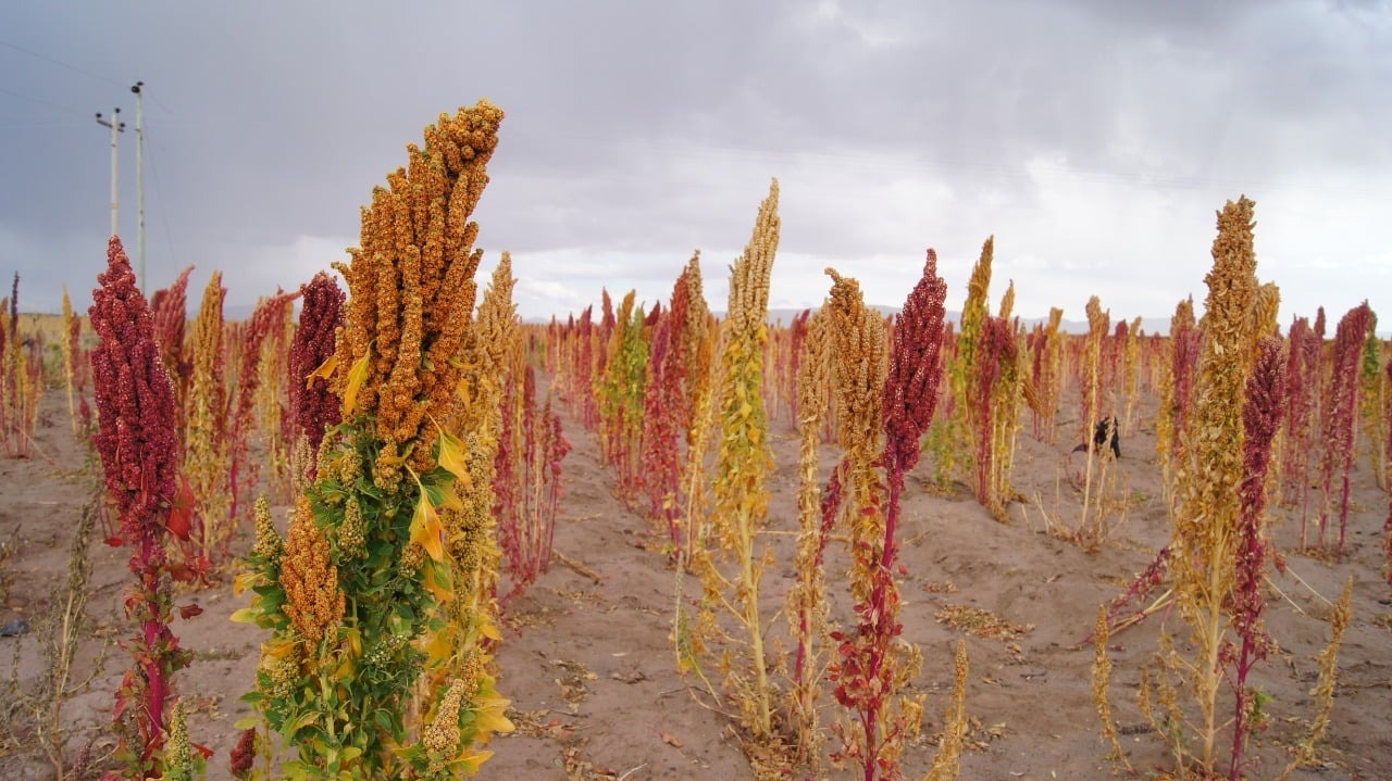 Arce: Bolivia exportará quinua a Alemania, China y Japón por un valor de Bs 30 millones