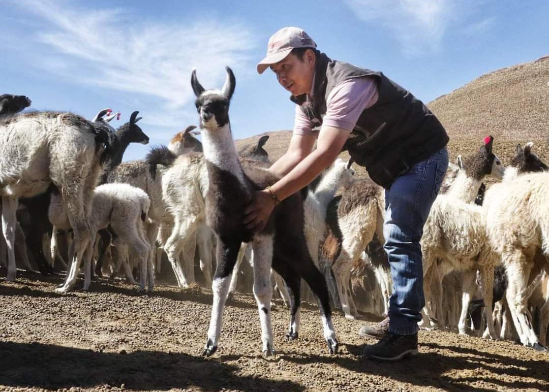 Ministro Huanca convoca a incrementar y mejorar la producción primaria de camélidos