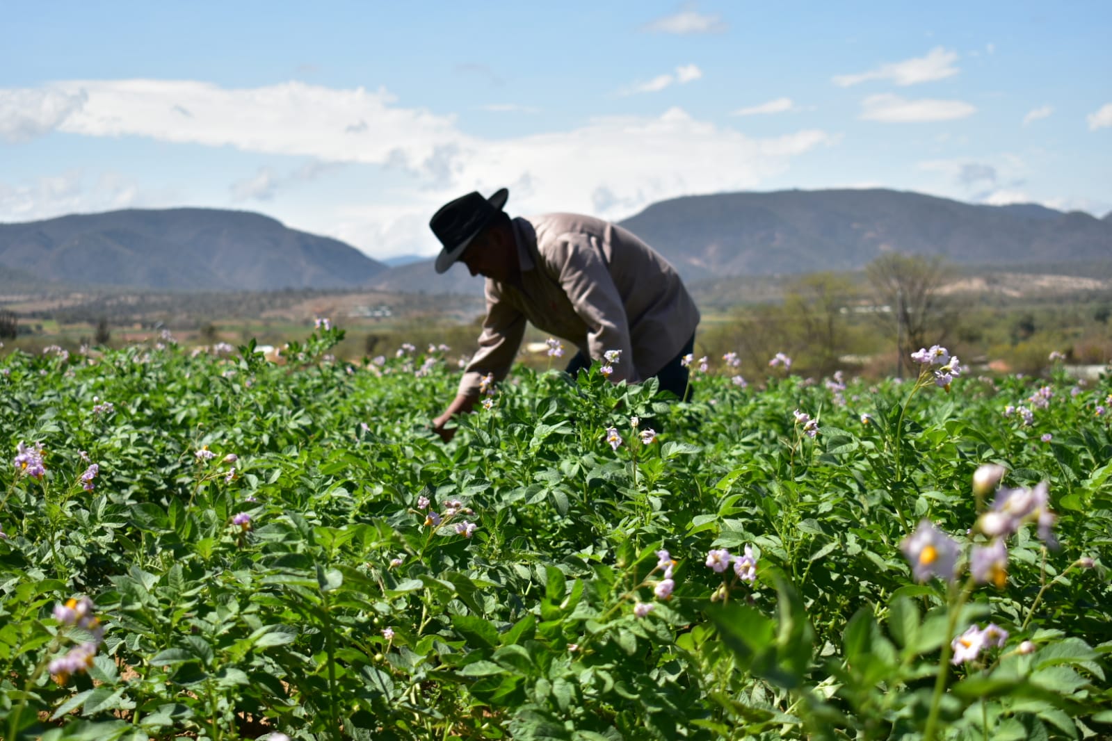 Programa Empoderar ejecutó Bs 182 millones en la reactivación agropecuaria y productiva del país