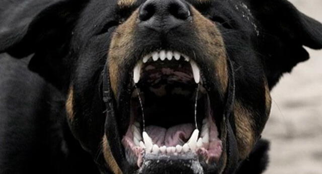 Fiscalía inicia investigación al ataque de perros a un joven con Síndrome de Down