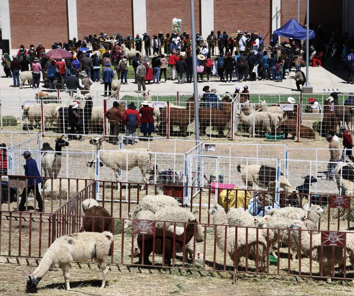 Gobierno invierte Bs 40 millones para fortalecer e incentivar la crianza de llamas y alpacas