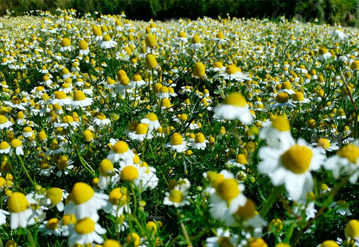 Senasag y los productores de Tarija coordinan acciones para exportar manzanilla a Paraguay