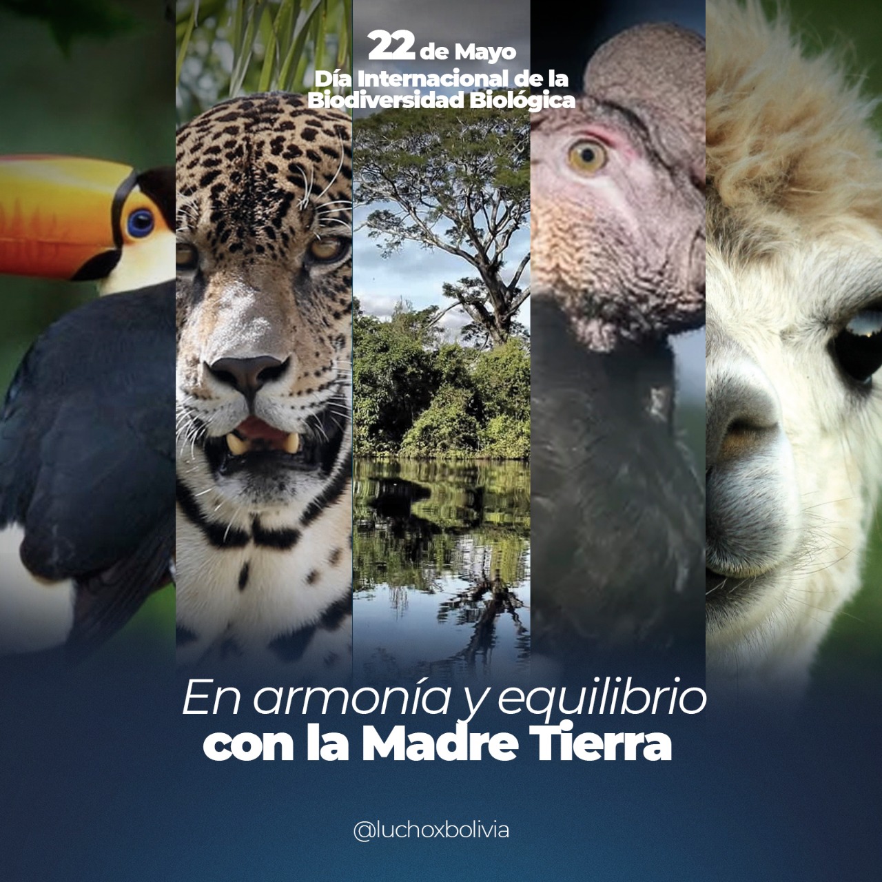 En el Día Internacional de la Diversidad Biológica, Arce destaca el compromiso de Bolivia para proteger la fauna silvestre