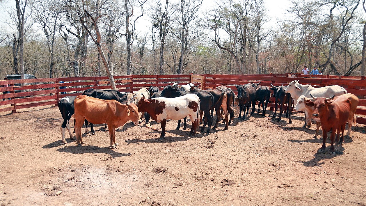 Sector ganadero de Chuquisaca recibe apoyo para impulsar su reactivación