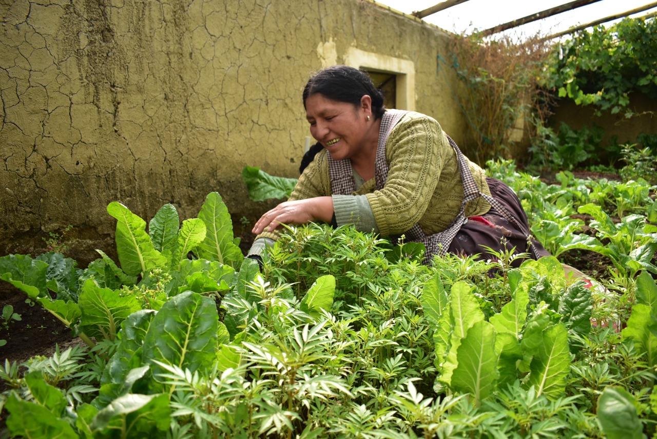 Gobierno aprueba Bs 79,7 millones para fortalecer la producción agrícola urbana y periurbana
