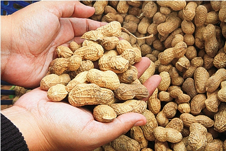 Exportación del maní boliviano alcanzó un récord de $us 7,6 millones en el primer semestre del año