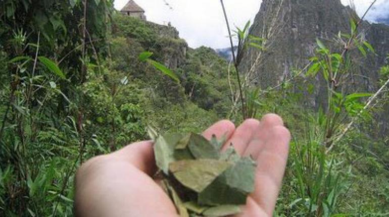 Coca incautada será convertida en abono orgánico por universidades de La Paz