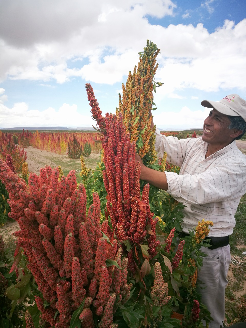 El Centro Internacional de la Quinua cumple ocho años con acciones de apoyo a la producción del grano de oro andino