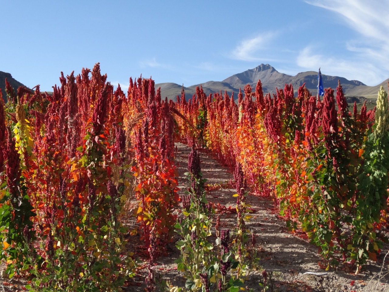 Gobierno promueve la investigación y el fortalecimiento de la producción de quinua