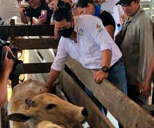 Senasag inicia ciclo de vacunación contra la rabia bovina en Pando, Beni y Santa Cruz