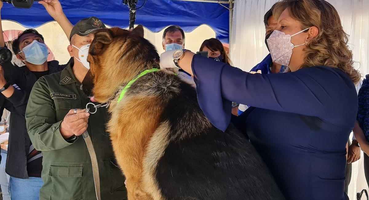 Oruro planifica campaña antirrábica para el 10 de octubre
