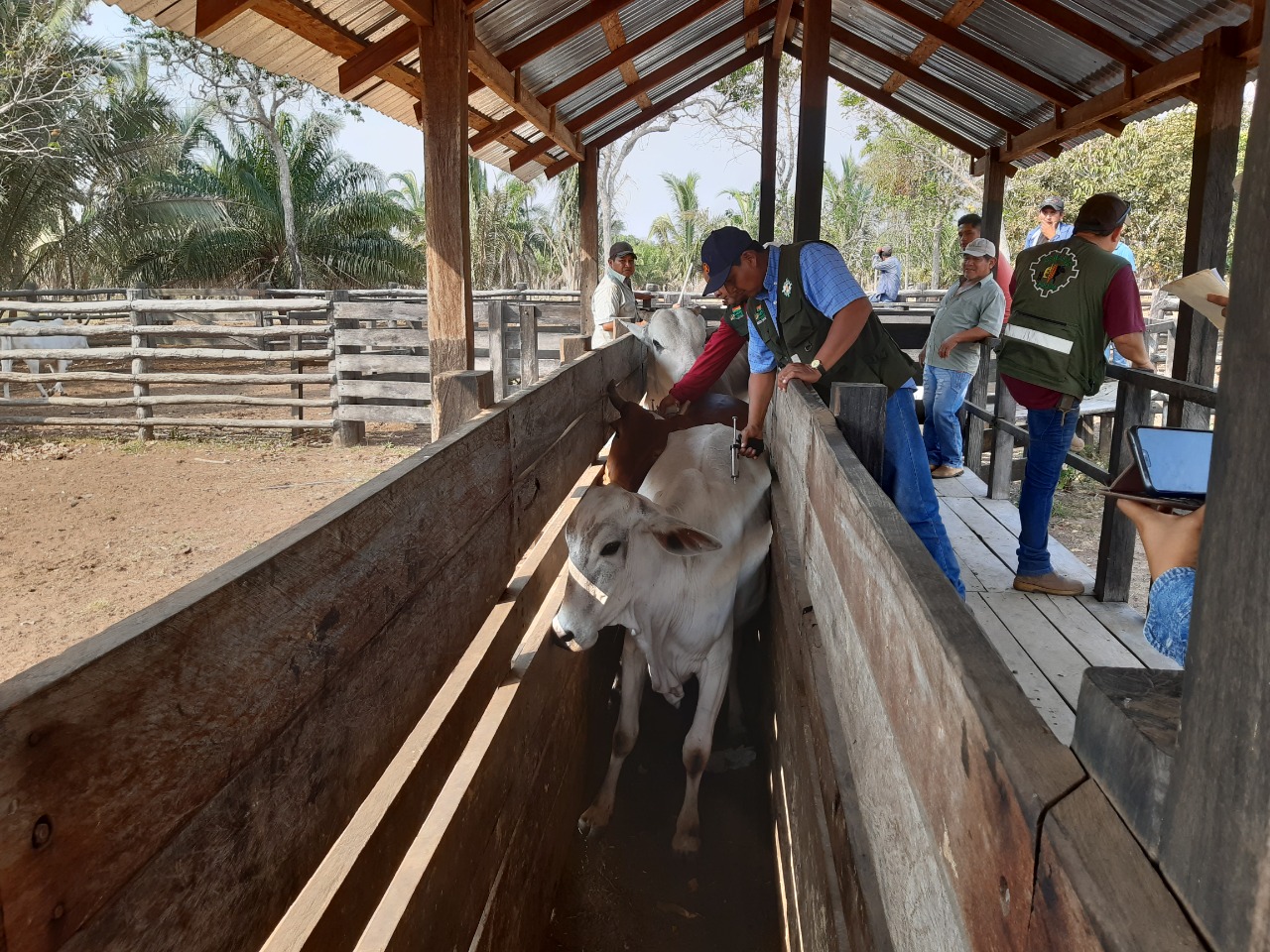 Inician la temporada de vacunación contra la Fiebre Aftosa en Santa Cruz